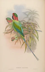Palæornis malaccensis = Psittacula longicauda nicobarica